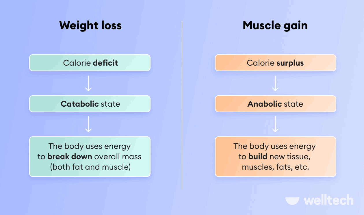 Understanding the Difference Between Fat Loss and Building Muscle Understanding the Difference Between Fat Loss and Building Muscle